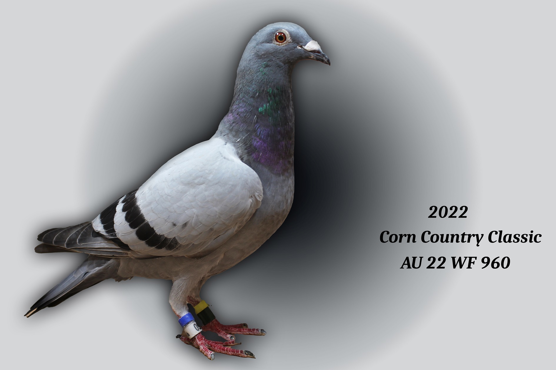 Racing Pigeon Auction
