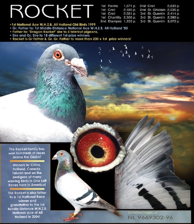 Racing Pigeon Auction