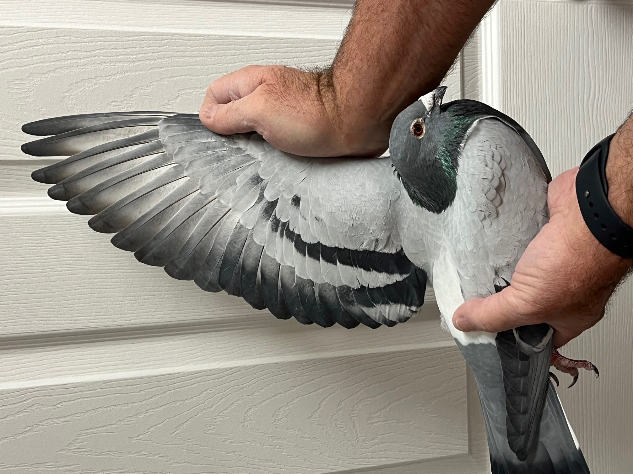 iPigeon.com - Racing Pigeon Auction