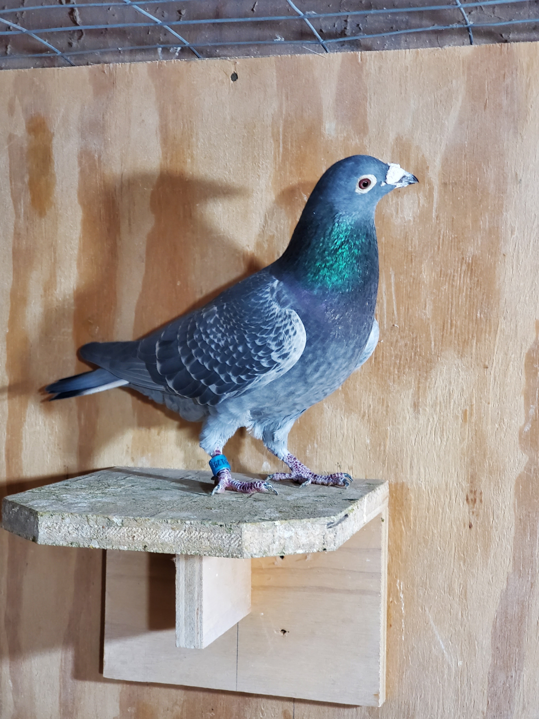 Racing Pigeon Auction
