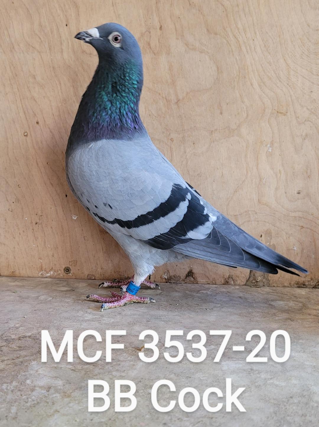Racing Pigeon Auction