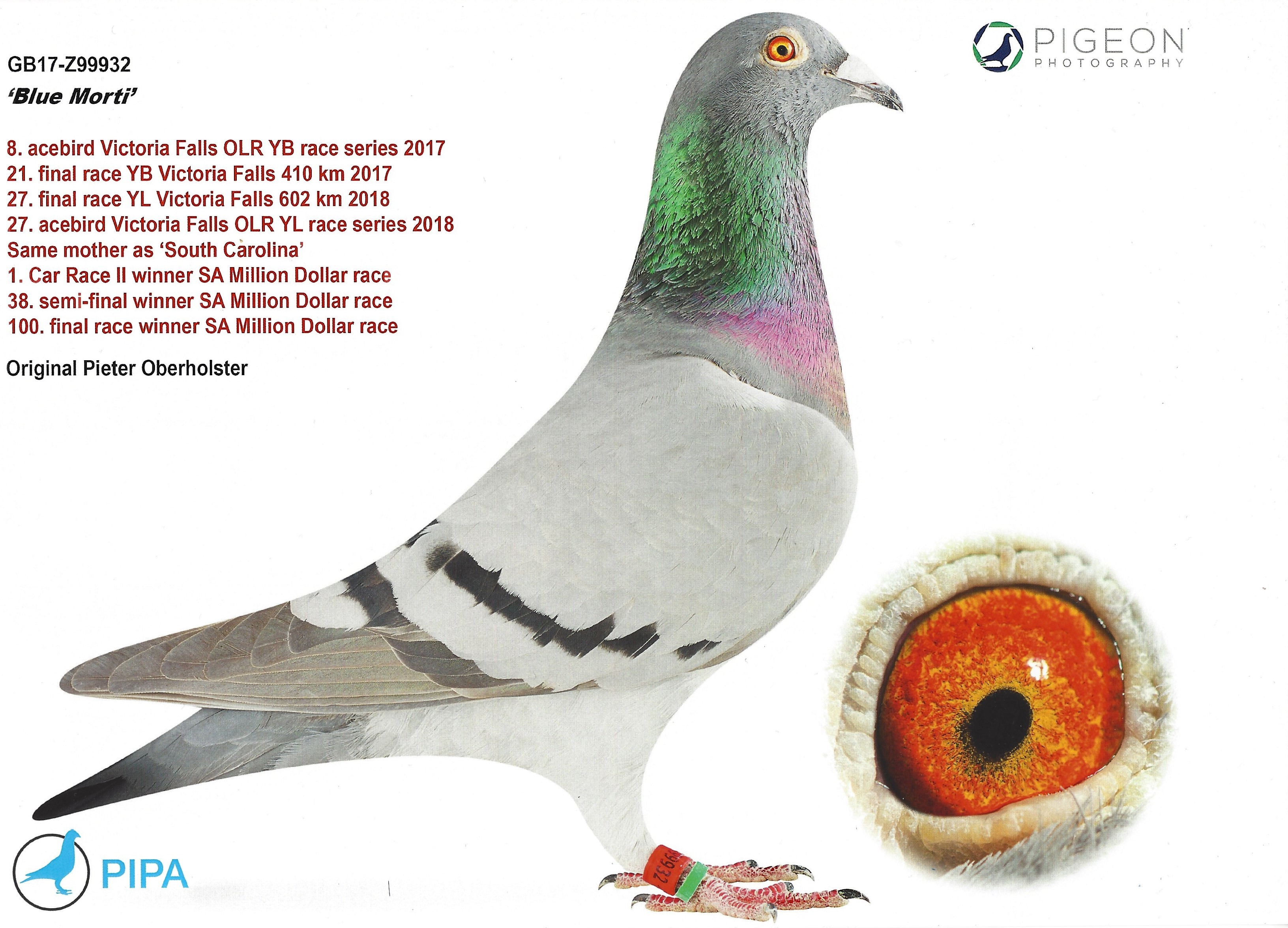 Racing Pigeon Auction
