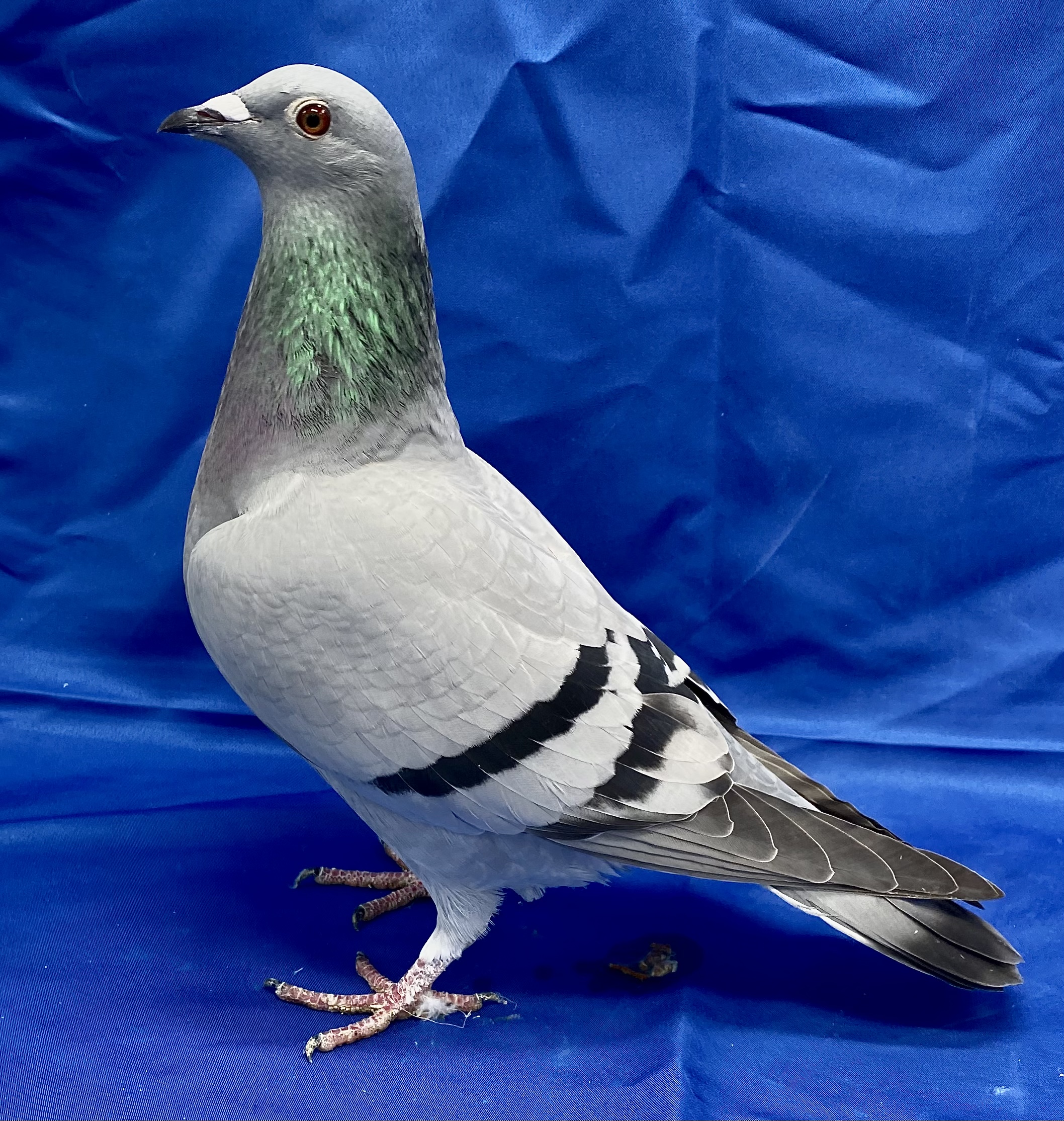 Ipigeon racing pigeon auction