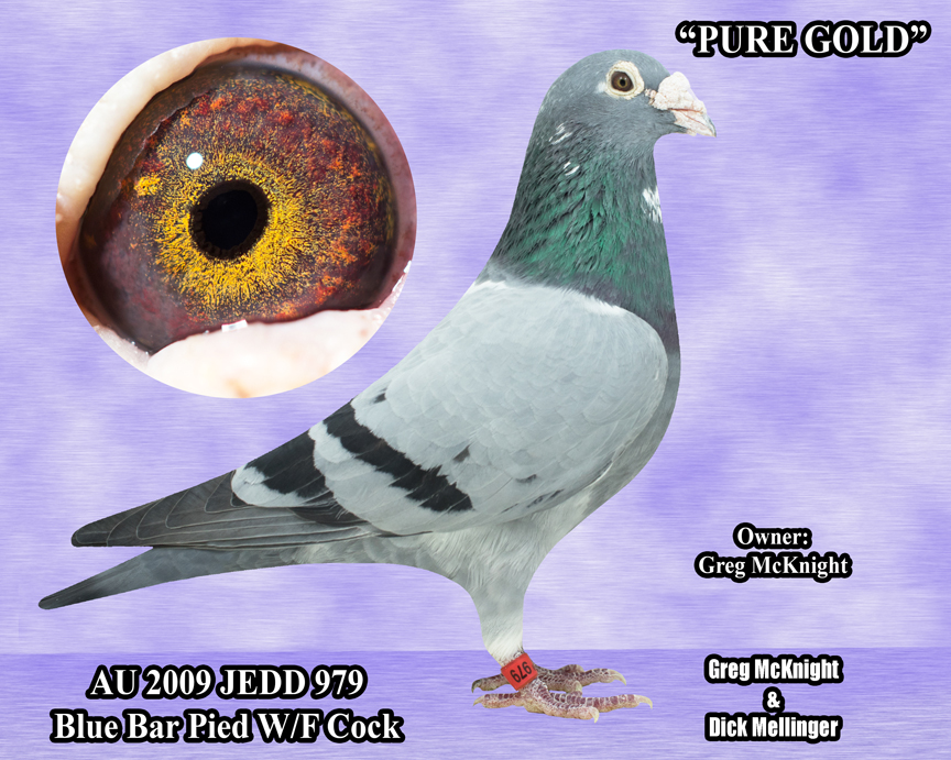 Racing Pigeon Auction