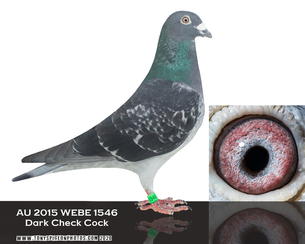 Racing Pigeon Auction