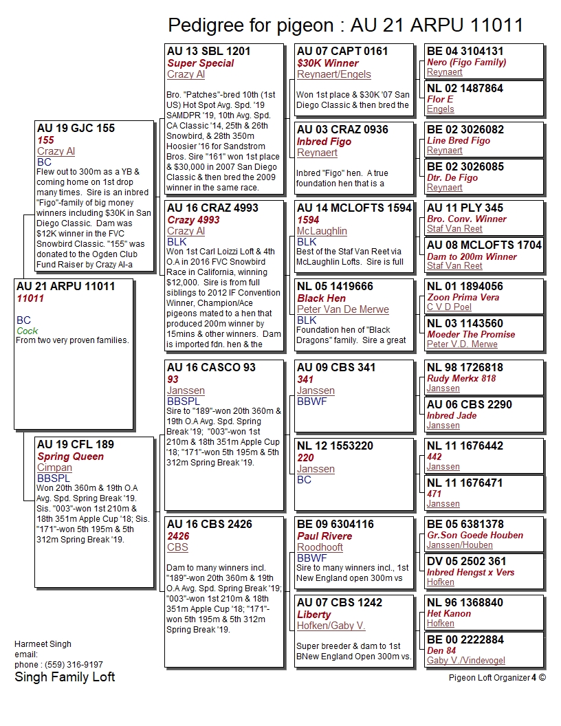 Racing Pigeon Auction