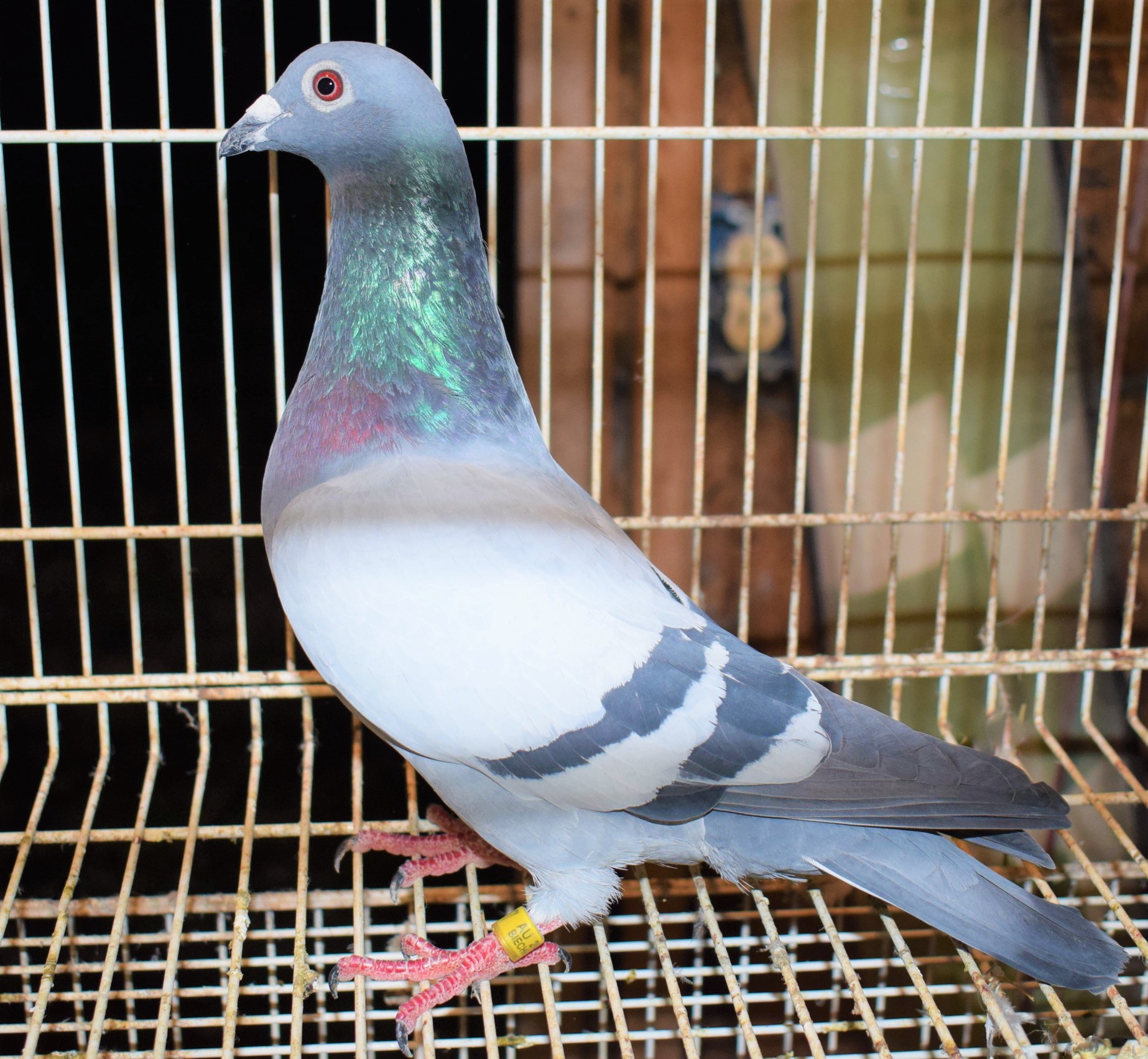 Racing Pigeon Auction