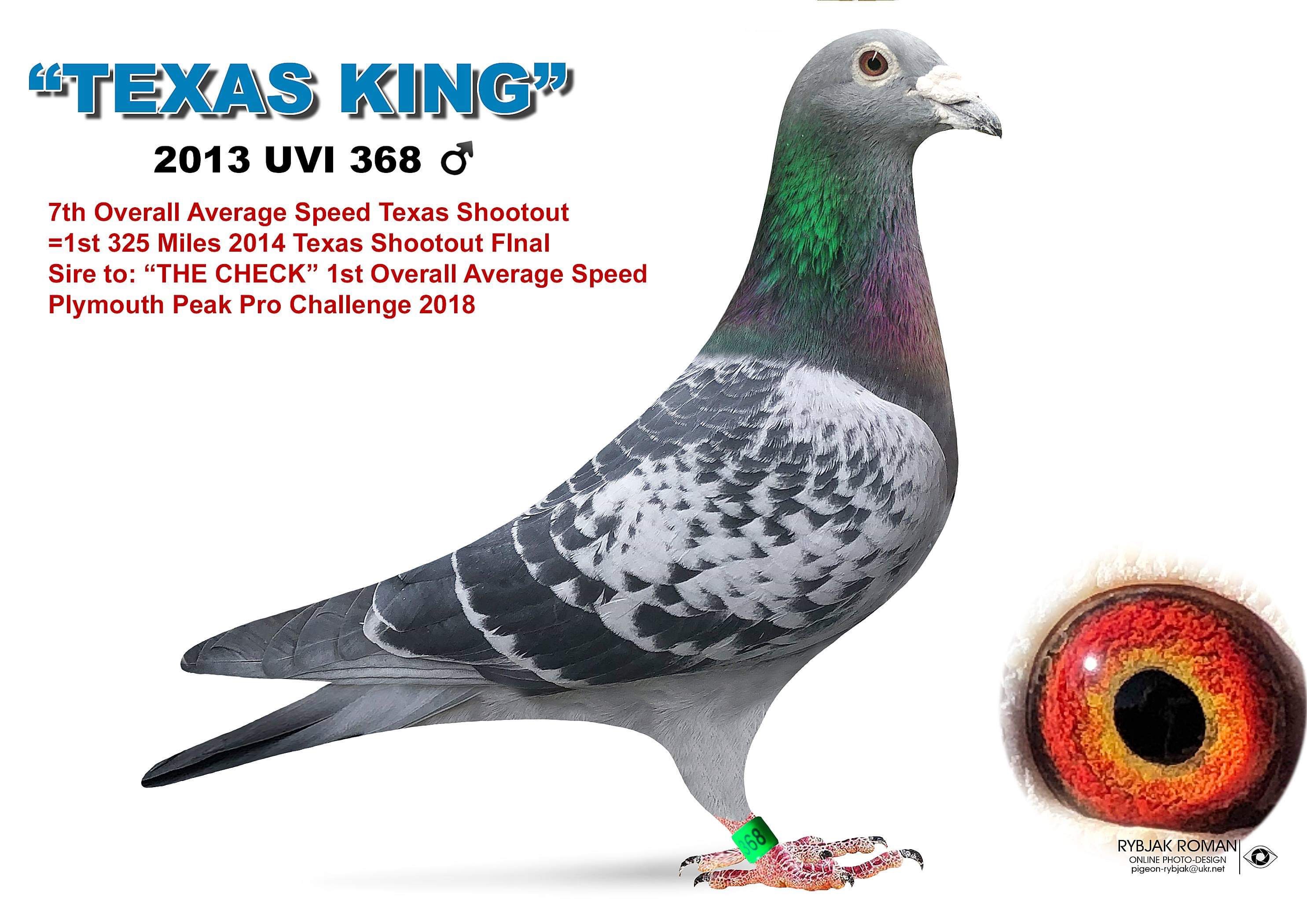 Racing Pigeon Auction