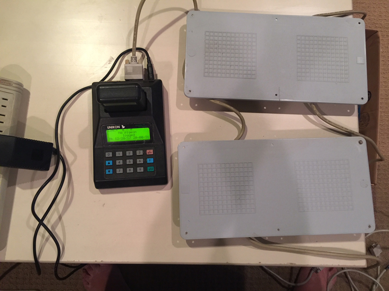 Racing Pigeon Auction