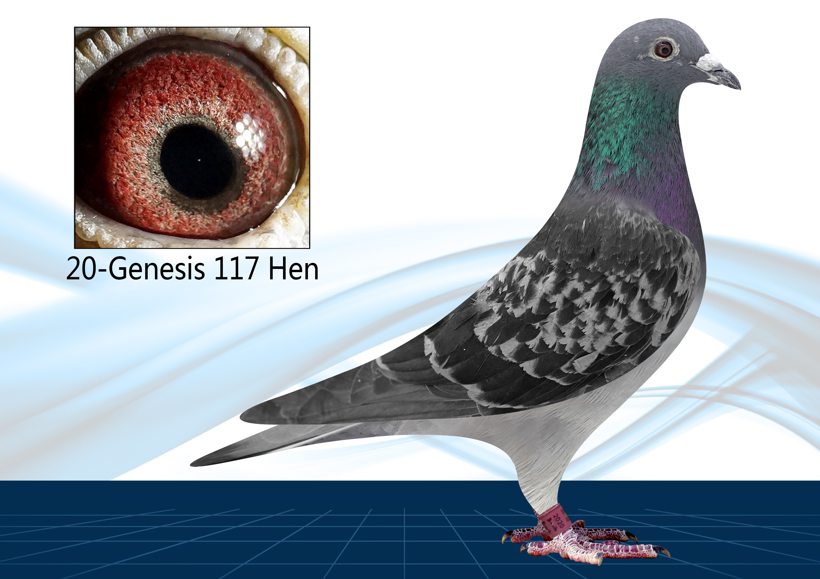 Racing Pigeon Auction