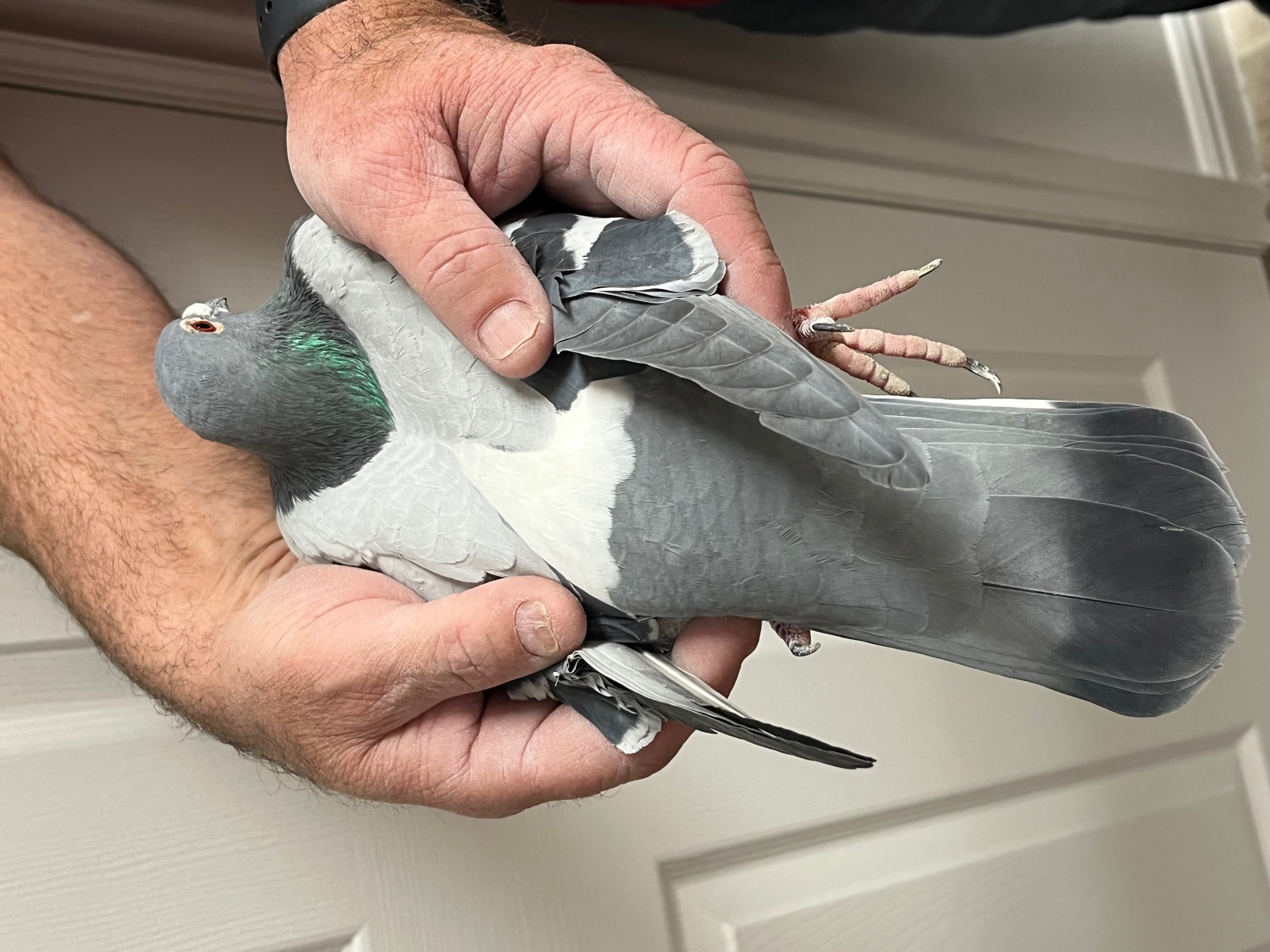 iPigeon.com - Racing Pigeon Auction