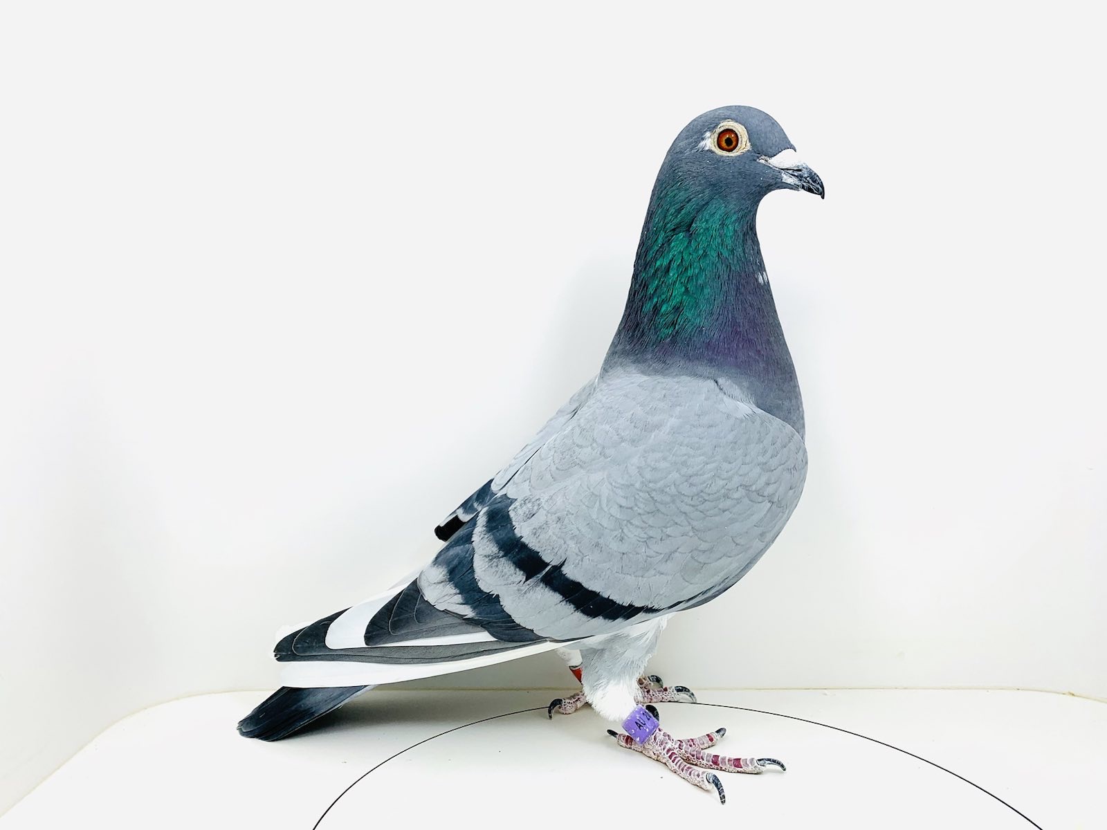 Ipigeon racing pigeon auction