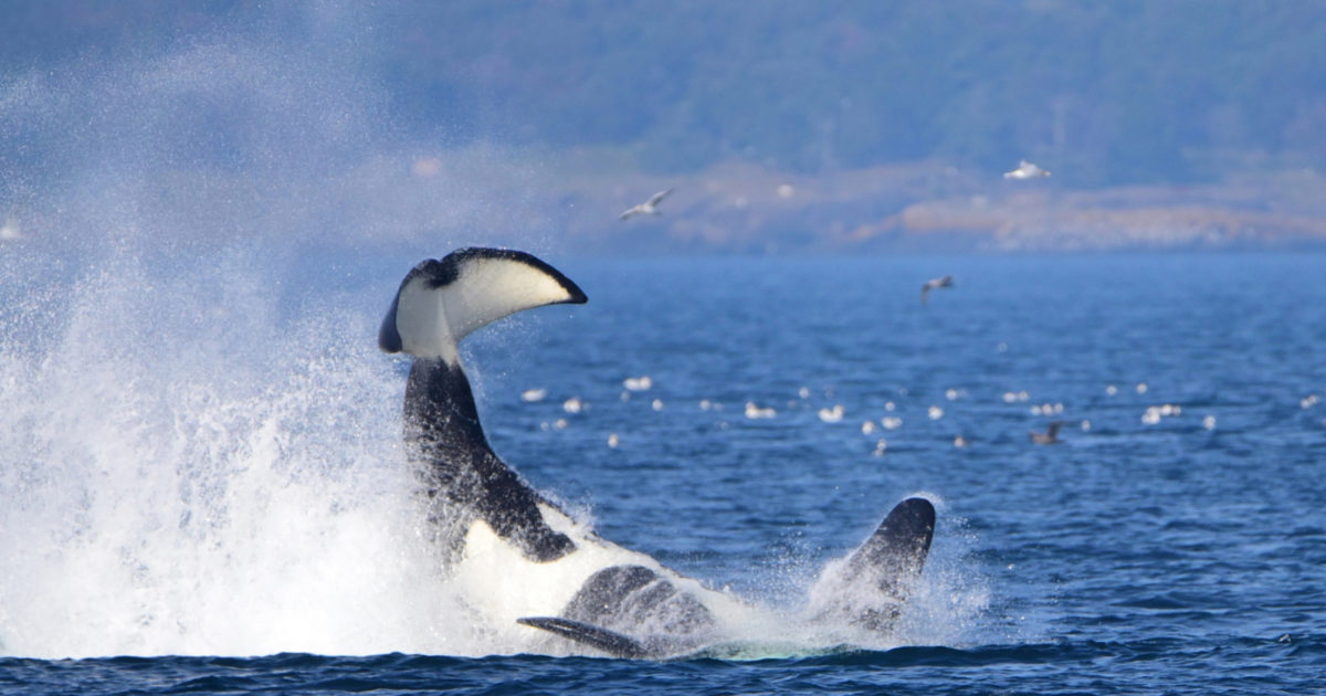 Best Whale Watching Locations in Washington State | Island Adventures