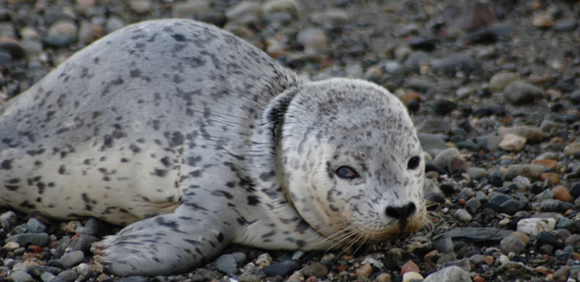 Wildlife in the Pacific Northwest Photo Gallery Island Adventures