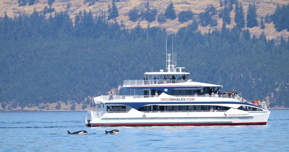 Whale watching in Seattle, WA and San Juan Islands | Island Adventures