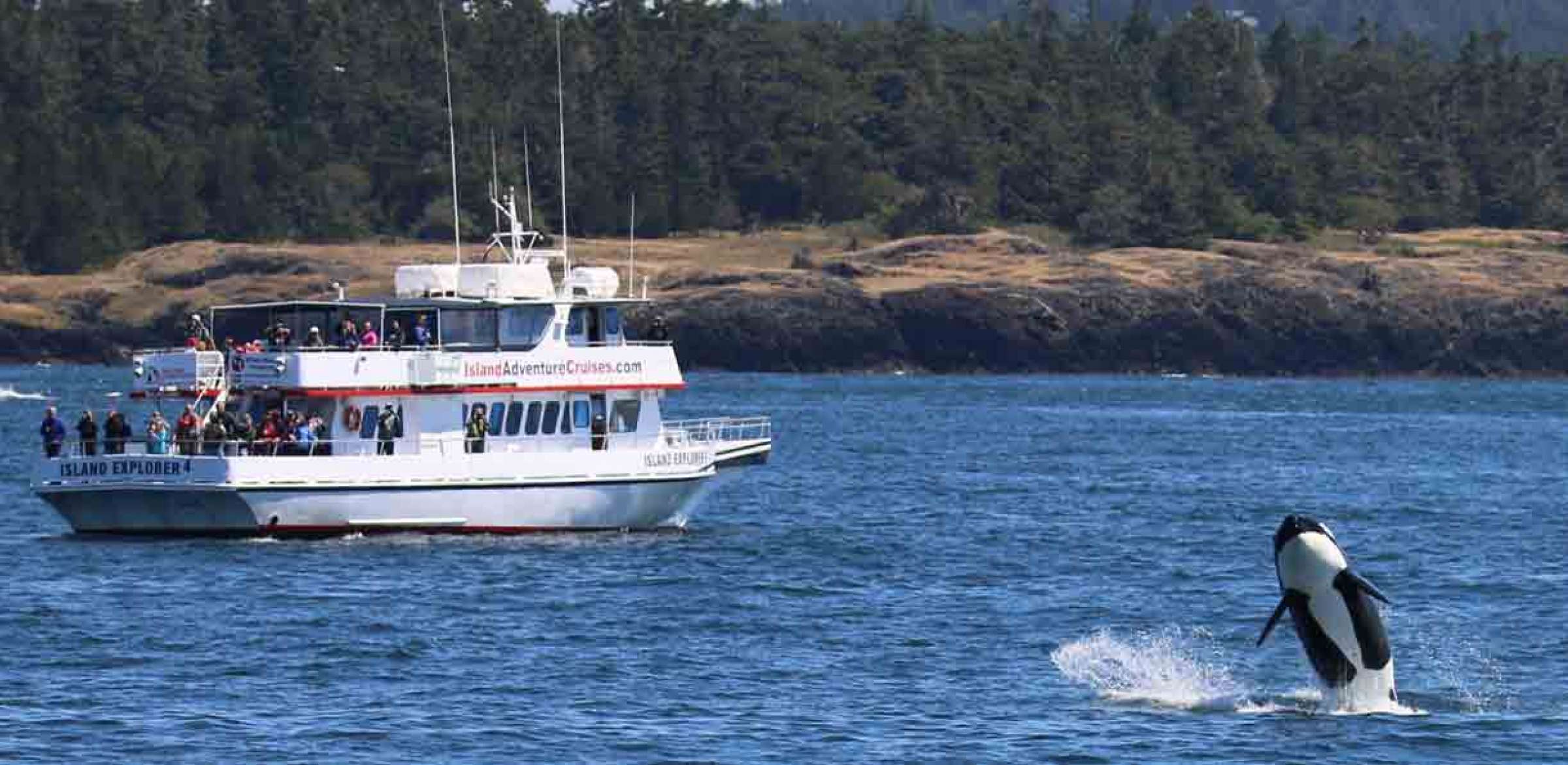 2017 Orca Whale Watching Tour Photo Gallery | Island Adventures