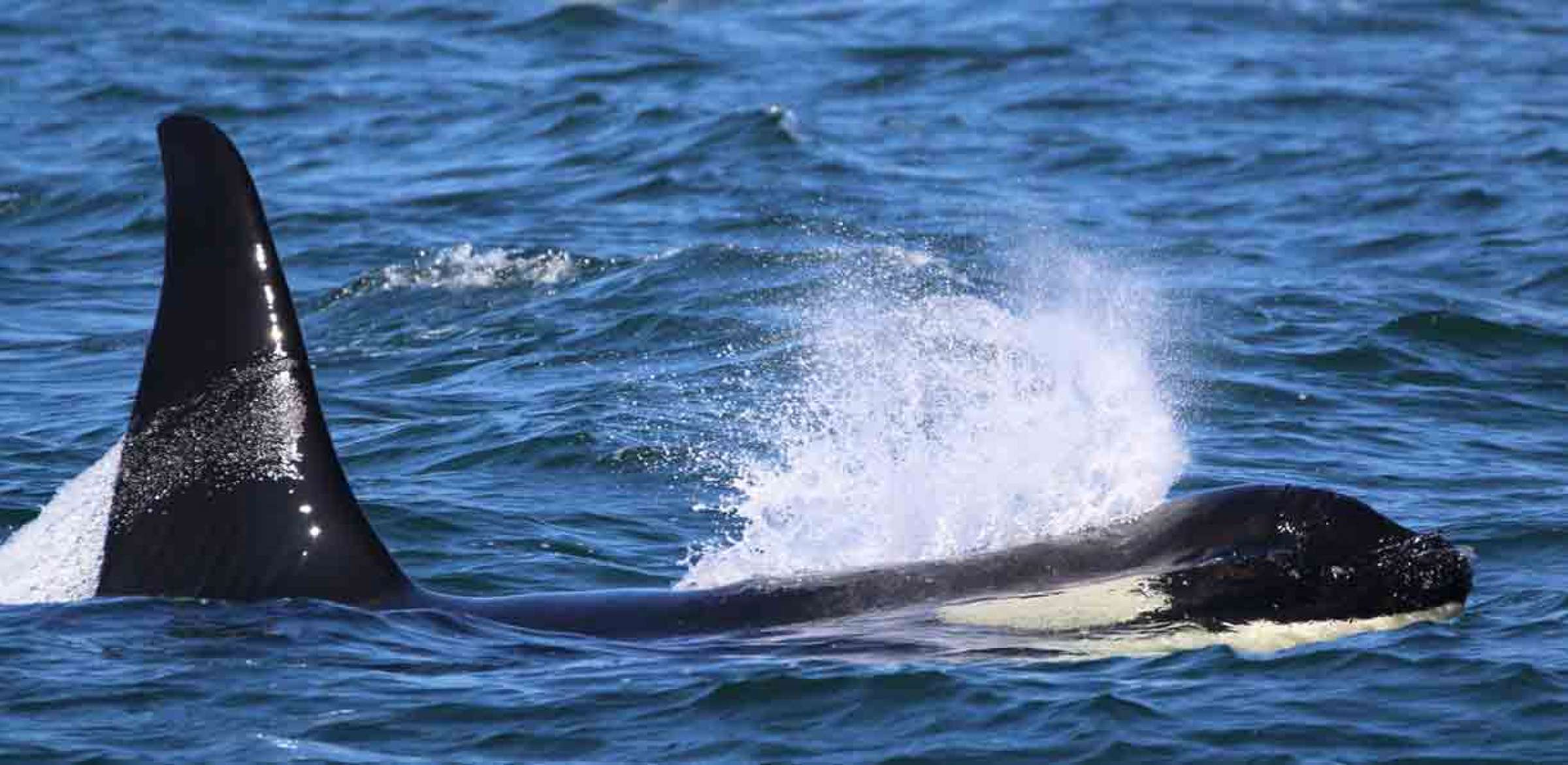 2017 Orca Whale Watching Tour Photo Gallery | Island Adventures