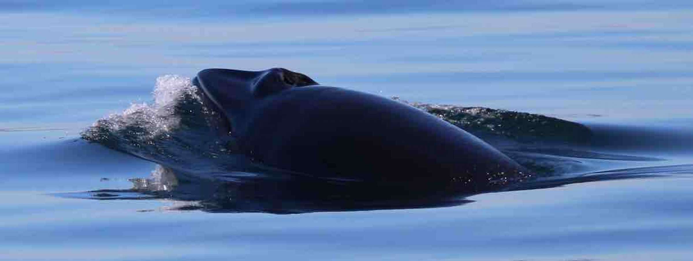 See Slick, Midwater Feeding Baleen Whales Gallery Island Adventures