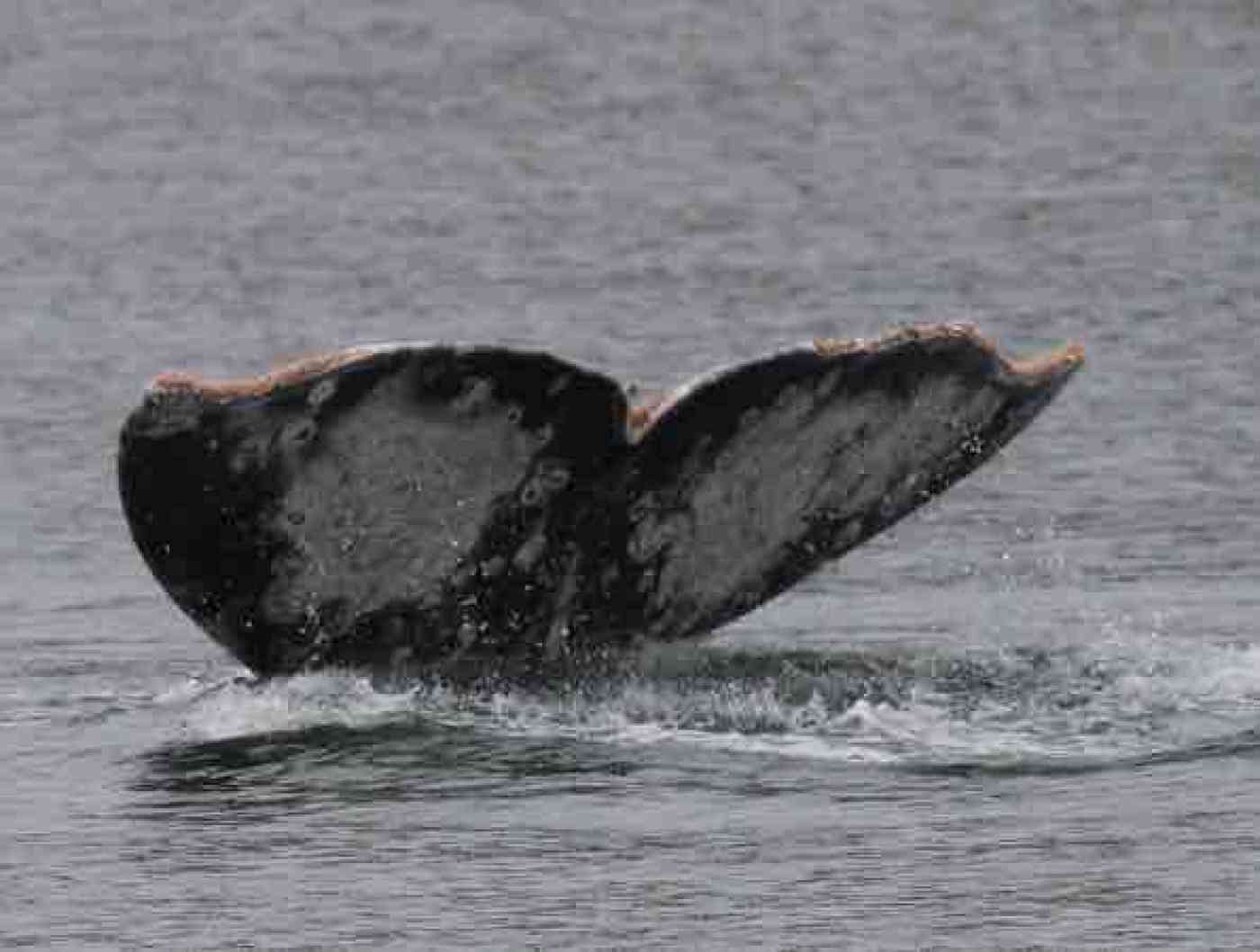 Everett Whale Watching Orca Whale