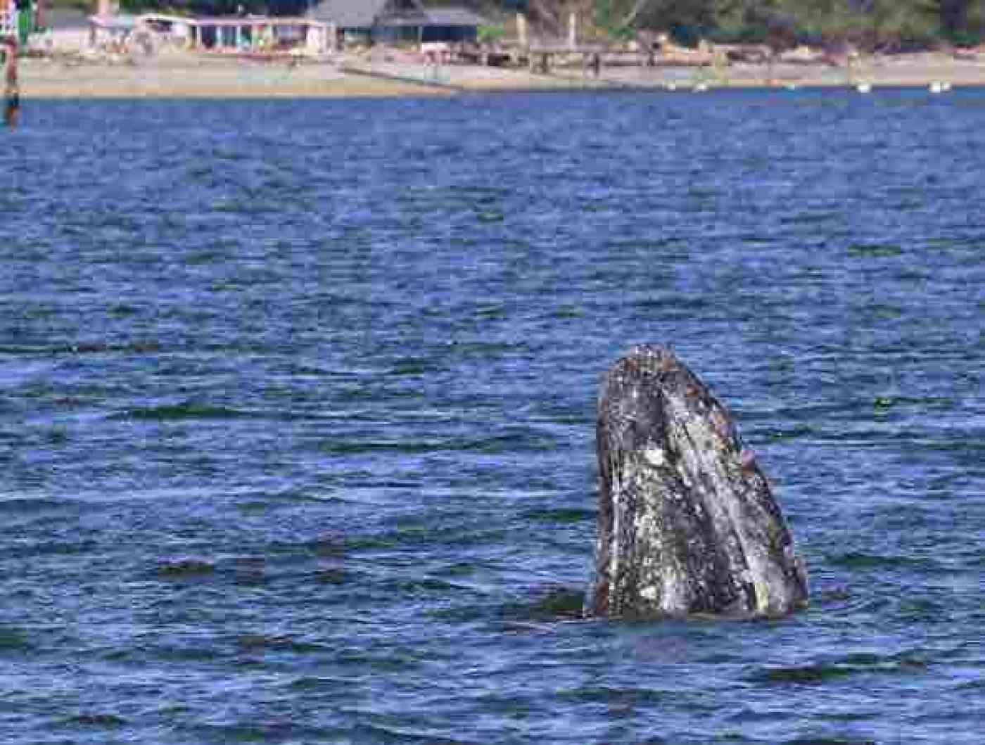 Everett Whale Watching Orca Whale