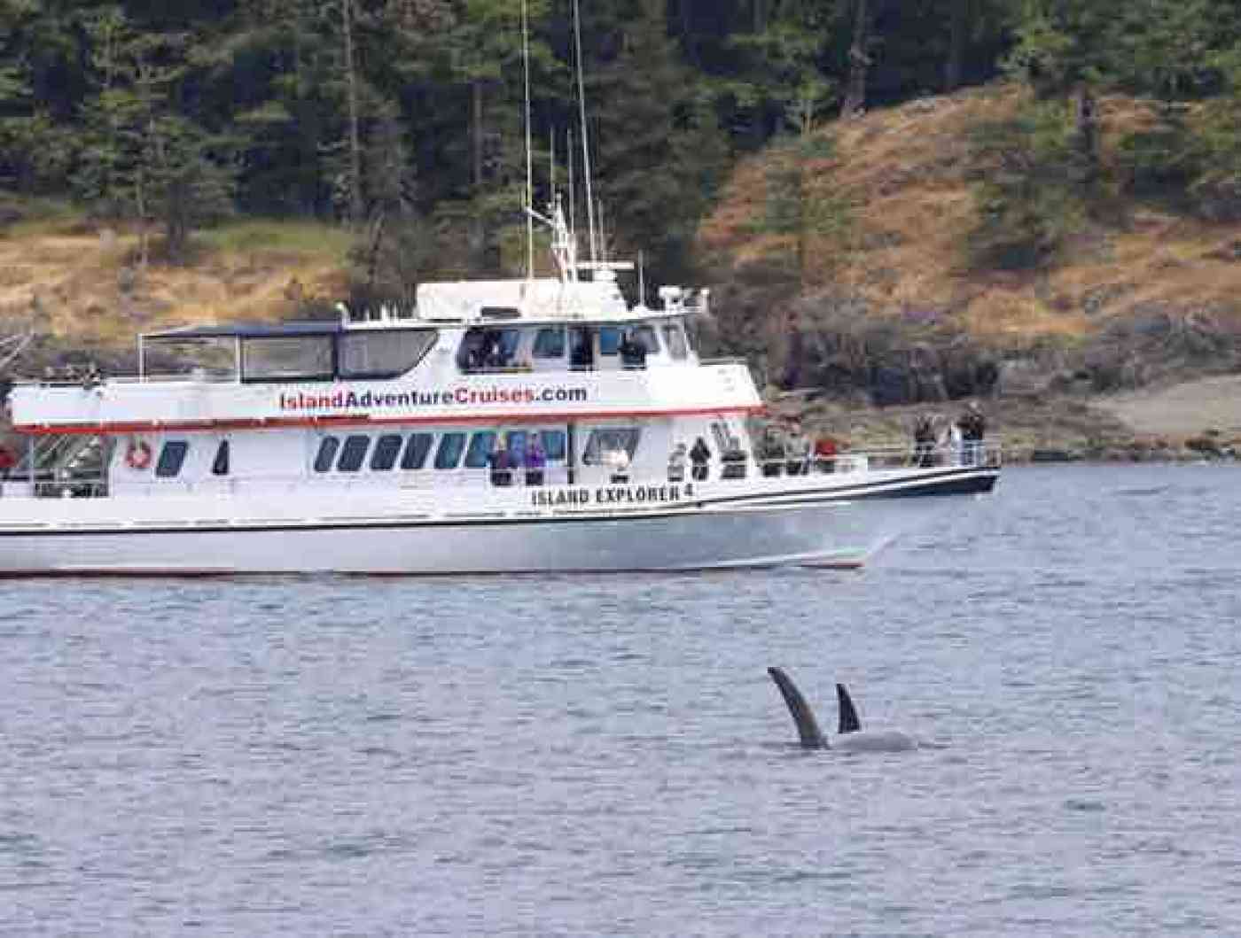 San Juan Islands Whale Watching Island Explorer 4