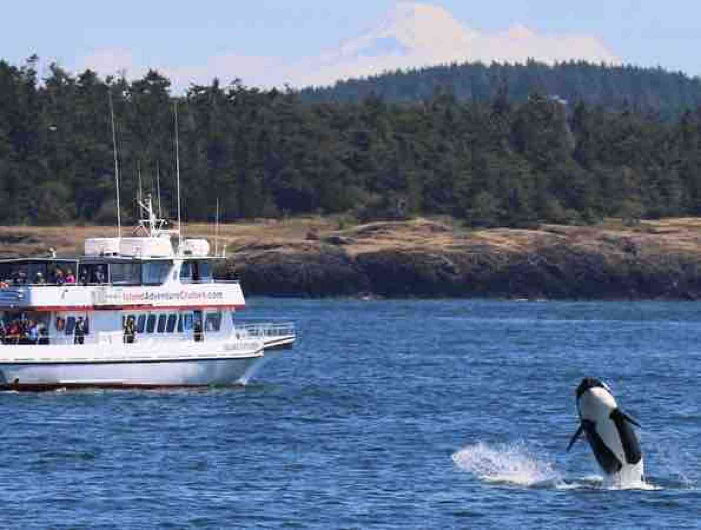 Best Whale Watching Boats in Washington State