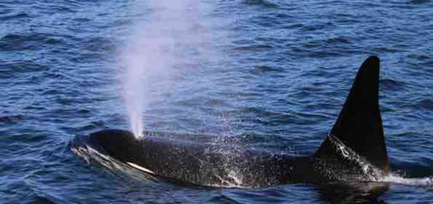 Resident Orca Sleep