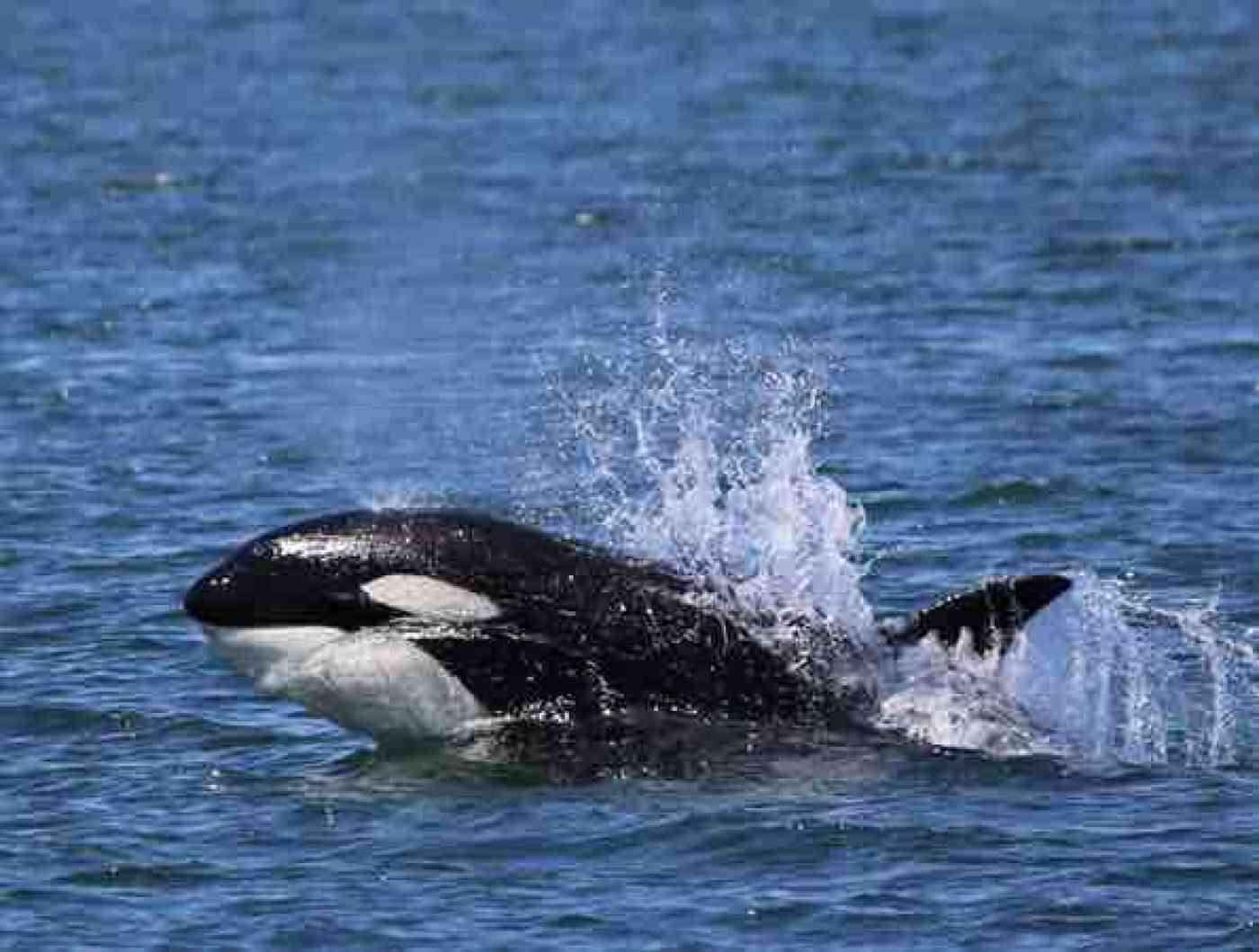 how do killer whales mate