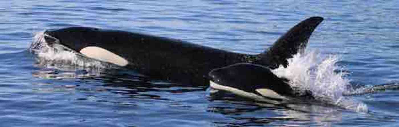 Anacortes Washington Whale Watching