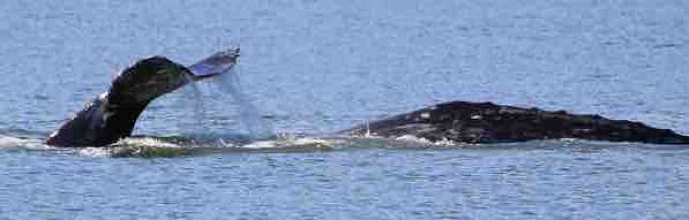 Everett Washington Whale Watching