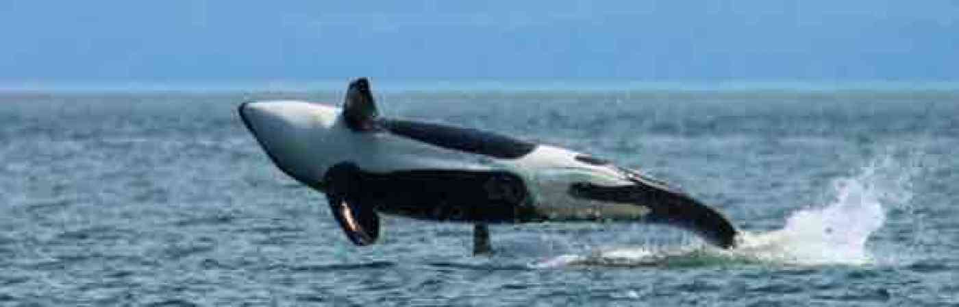 La Conner Washington Whale Watching