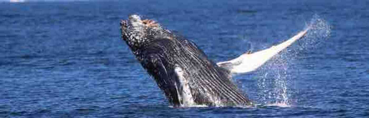 Port Angeles Washington Whale Watching