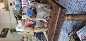 Poppy & Elliott at Hempfield