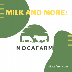 Green Yellow Yogurt Promo Instagram Post