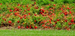 YUMMY TOMATO Launches 