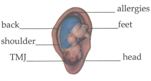 Lise Couture, BA, BEd, Spec Ed, Ear Reflexologist in Private Practice & Instructor for Auriculomedicine.