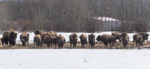 San Diego's Famous ZaZa Dogz Unveils The Tanka Buffalo Hot Dog