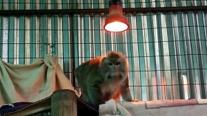 Giga, ex-labortary Crab Eating Macaque arrived from Israel in 2013