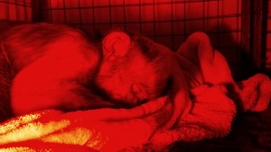Rafiki, Brown Capuchin fast asleep under his heater lamp