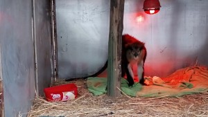 Shapken, Mona monkey arrived from Germany in 2005