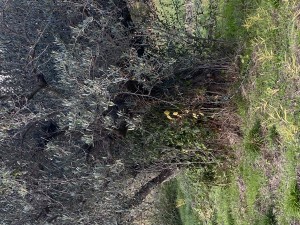 Century Old olive tree