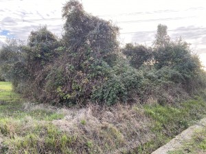 Olive grove overgrown