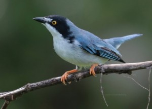Bird Watching In Ecuador