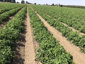 Cute Tomato Farms Develops a Square Tomato: The Mr. Monk - Square Tomato