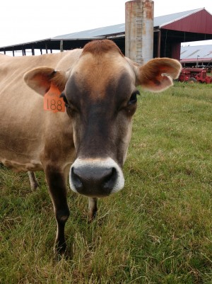 TMK Creamery + Distillery focused on sustainability, from the Top Shelf