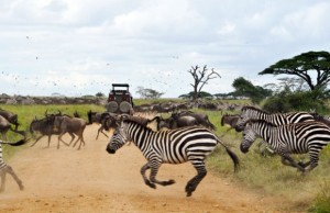 best safari in serengeti