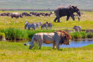 Serengeti National Park