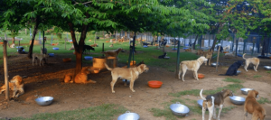 VOSD Sanctuary 5 1400x619 x30007