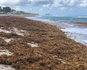 ADAR Technologies Solves World's Sargassum Crisis