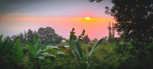 Kona Earth coffee farm on Hawaii